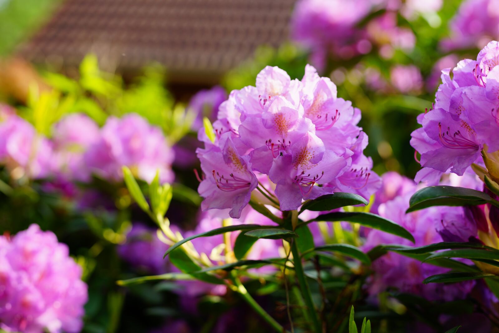 Sony a99 II + Minolta AF 50mm F1.4 [New] sample photo. Rhododendron, flowers, purple photography