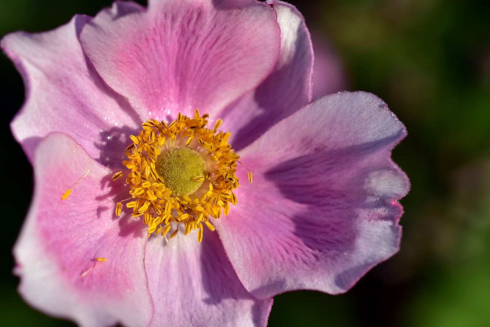 Nikon D750 sample photo. Anemone, blossom, bloom photography
