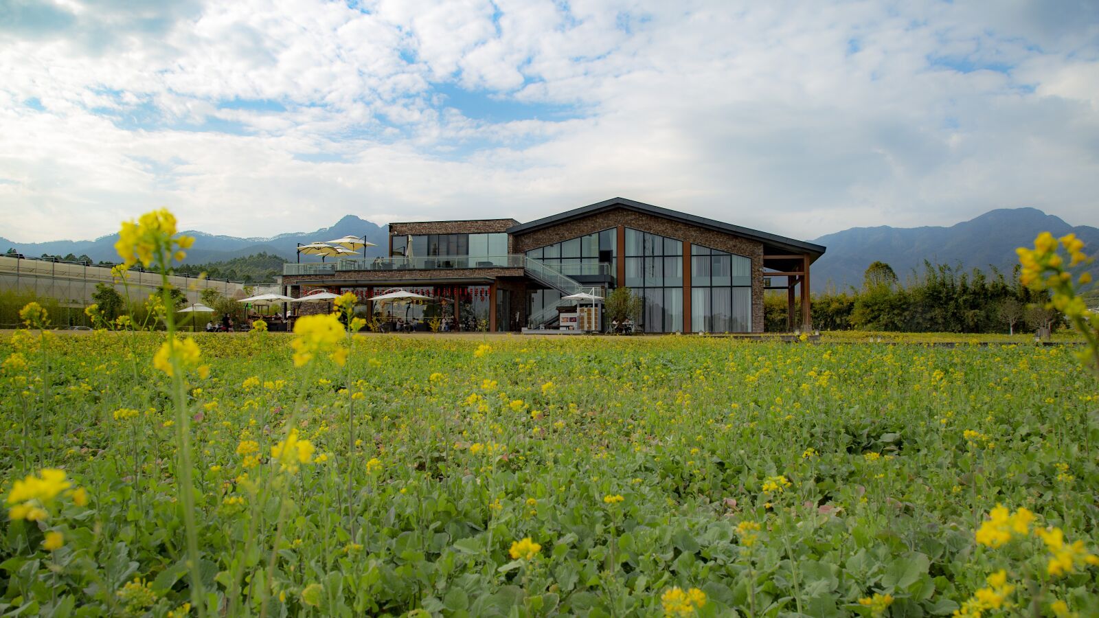 Canon EOS 6D + Canon EF 24-105mm F4L IS USM sample photo. Sea of flowers, sunny photography