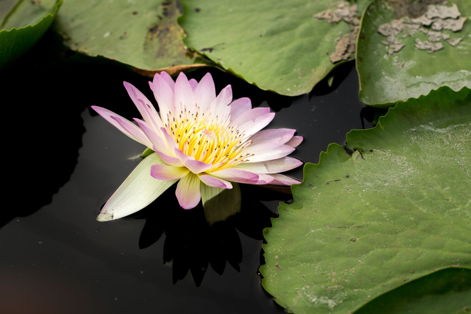 Canon EF 100mm F2.8L Macro IS USM sample photo. Water lily, nuphar lutea photography