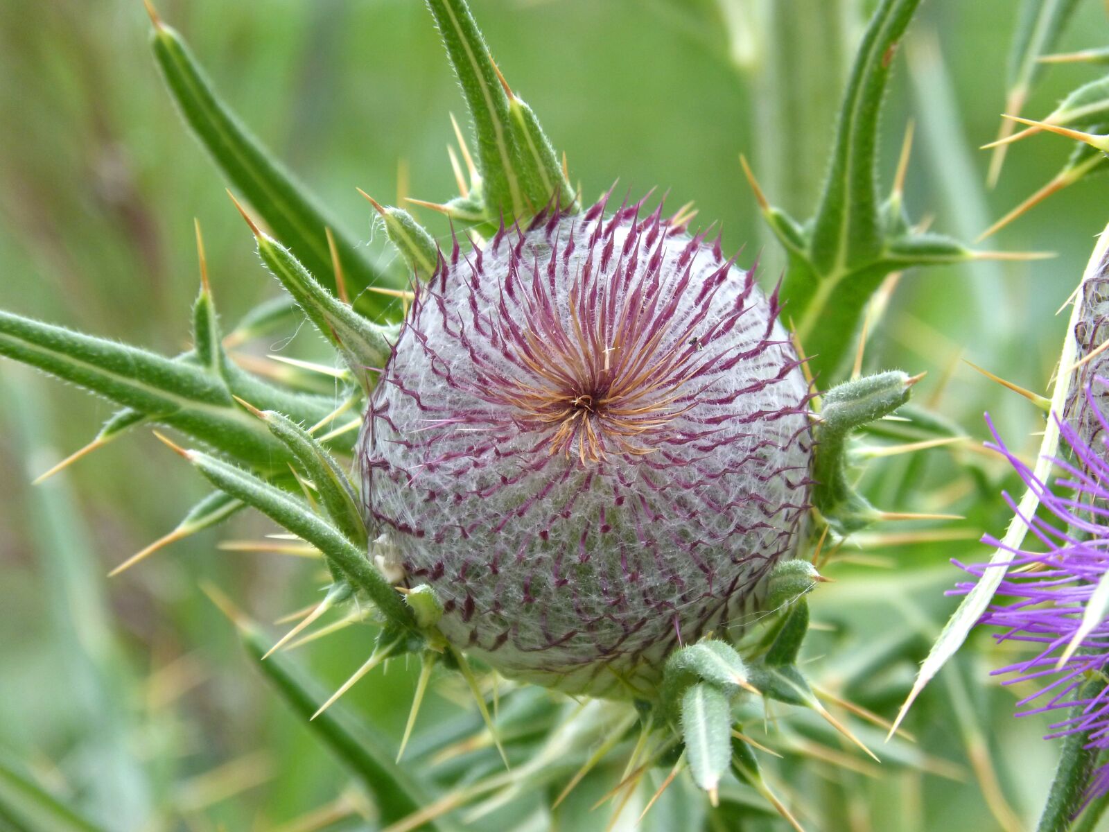 Panasonic DMC-FZ62 sample photo. Thistle, cocoon, plant architecture photography