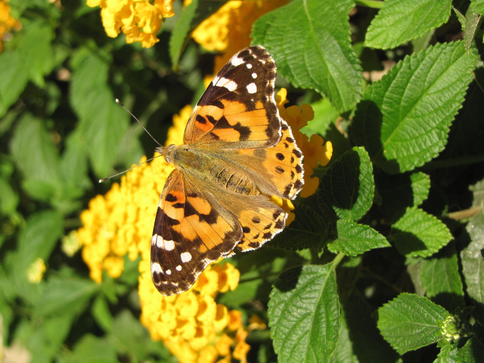 Canon PowerShot SX10 IS sample photo. Nature, butterfly, insect photography