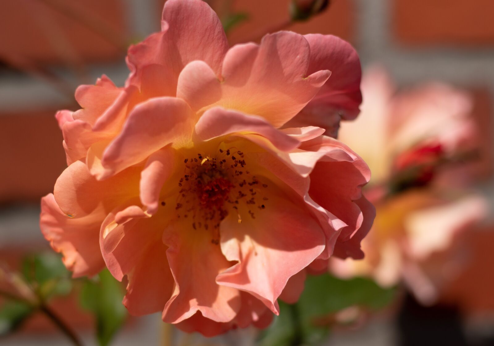 Canon EOS 7D Mark II sample photo. Rose, rosa, orange photography