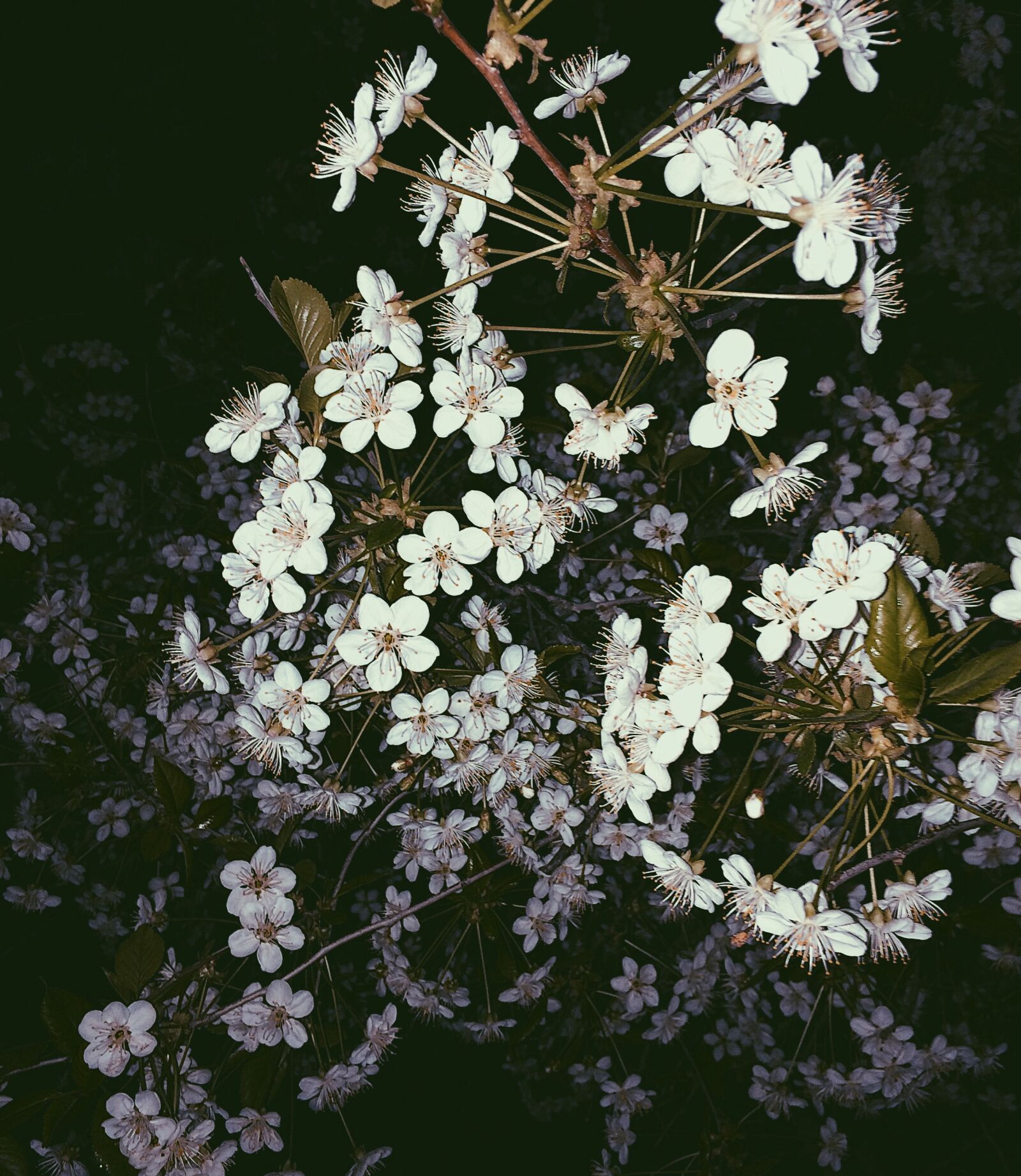 iPhone 5s back camera 4.15mm f/2.2 sample photo. Vladakaf, cherrytree, spring, flowers photography