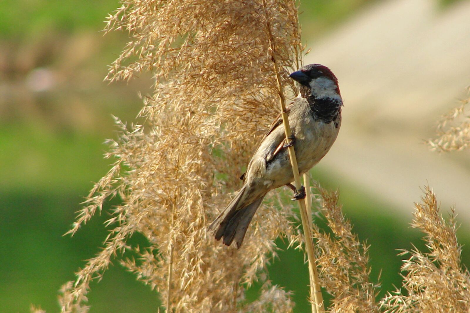 Sony DSC-H2 sample photo. Birds, animals, nature photography