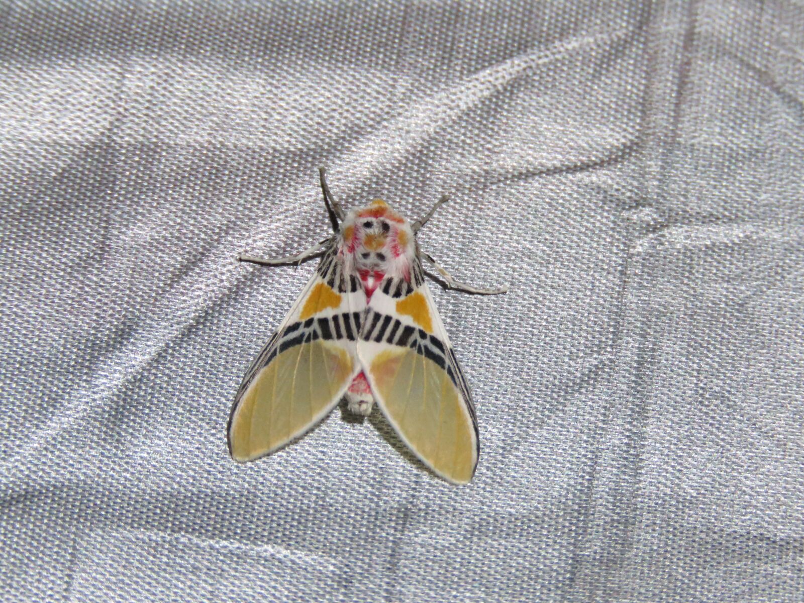 Canon PowerShot SX60 HS sample photo. Bug, moth, insect photography