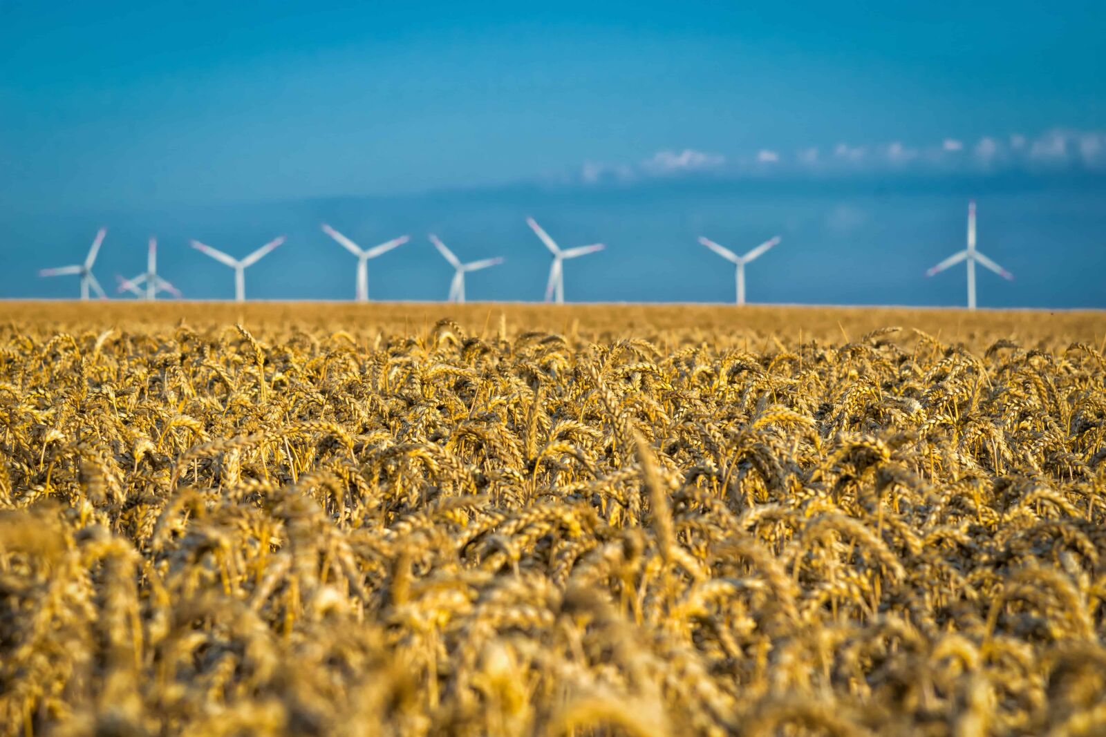 Nikon D3300 sample photo. Nature, agriculture, wind, sky photography