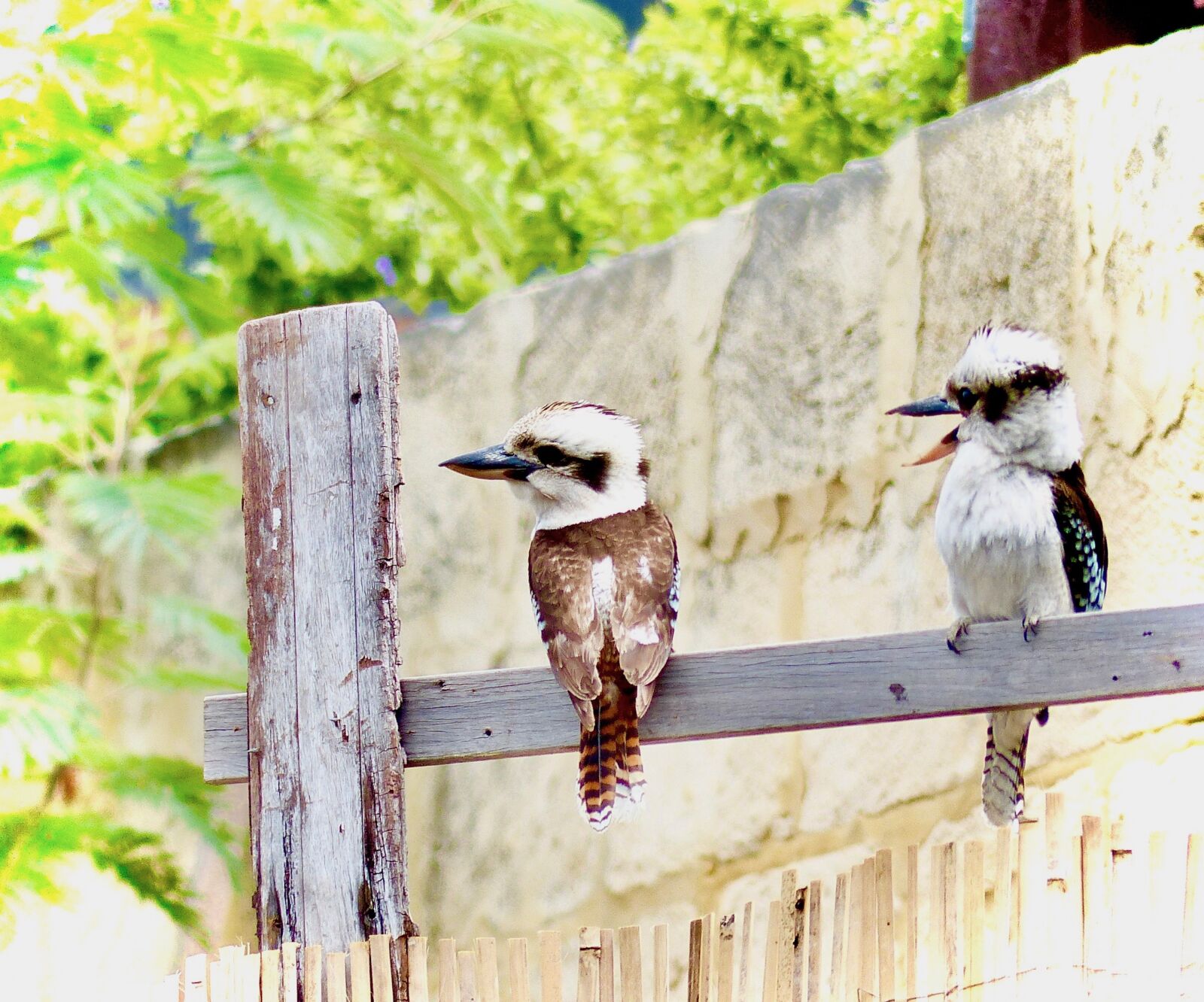 Panasonic Lumix DMC-FZ200 sample photo. Kookaburra, australian birds, australian photography