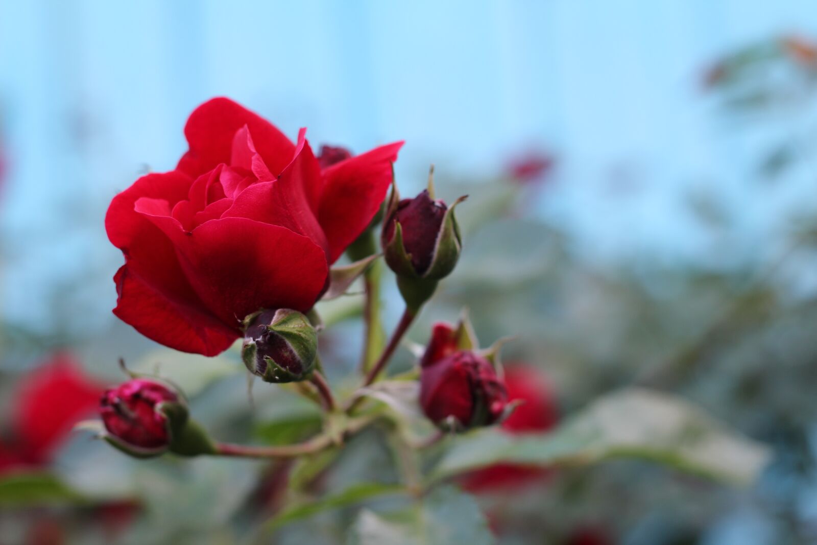 Canon EOS 600D (Rebel EOS T3i / EOS Kiss X5) + Canon EF 50mm F1.8 II sample photo. Rose, scarlet, red photography