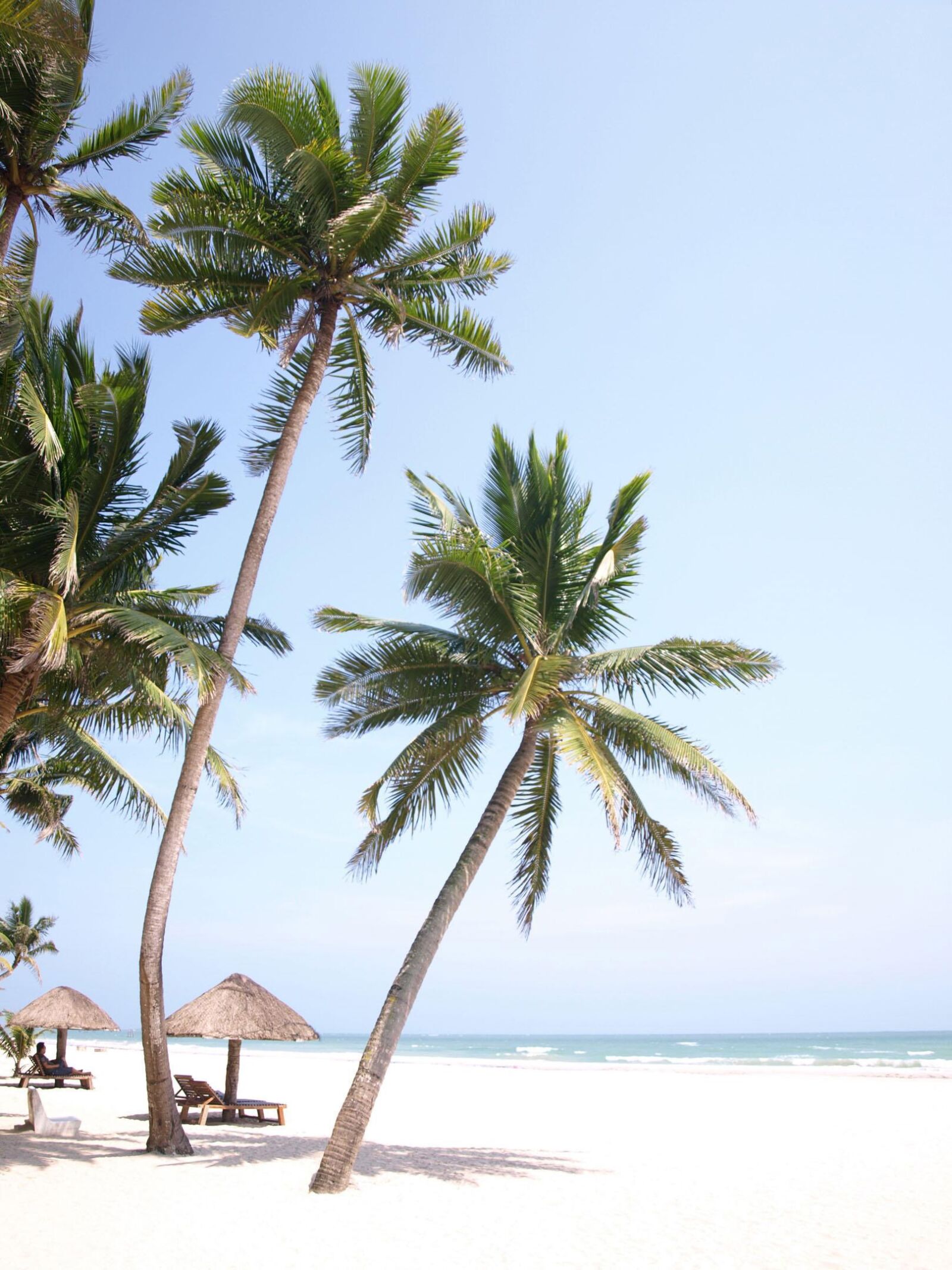 Olympus E-410 (EVOLT E-410) sample photo. Palm tree, sea view photography