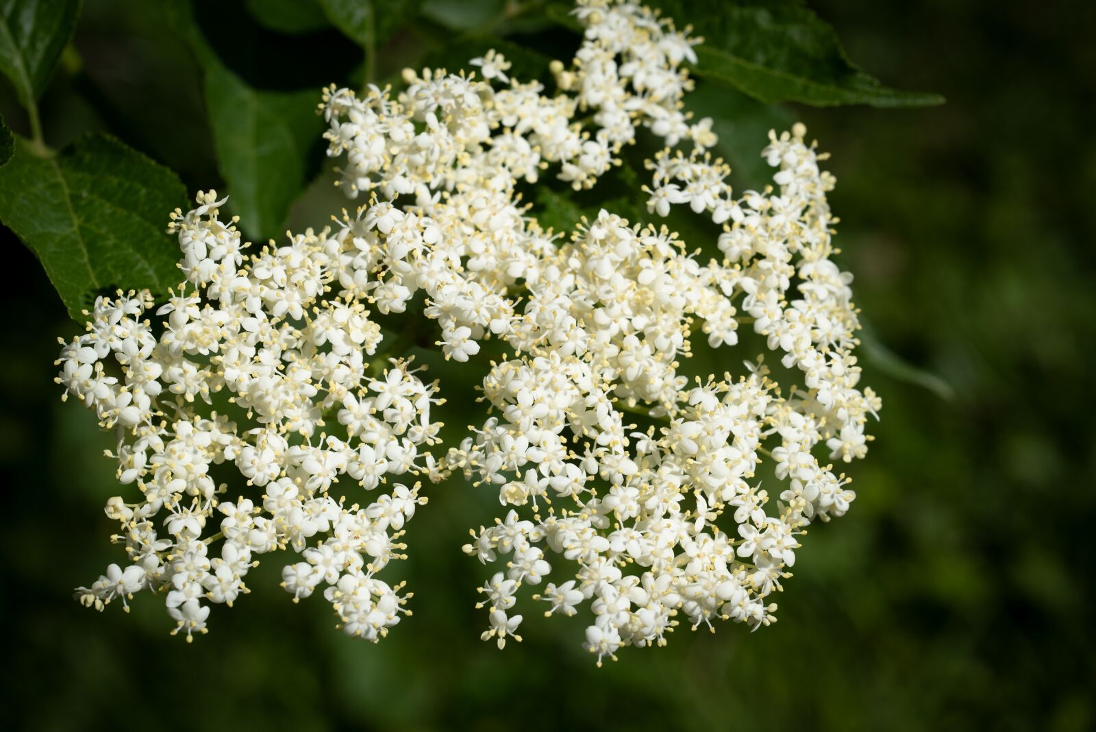 Nikon D750 sample photo. Elder, elderberry flower, garden photography
