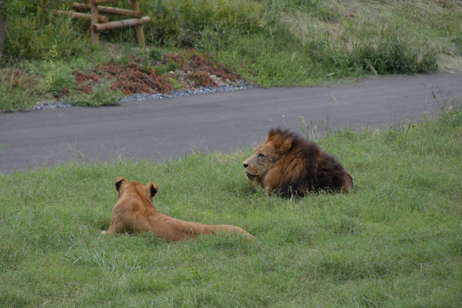 Nikon D7500 sample photo. Lions, big cats, animals photography
