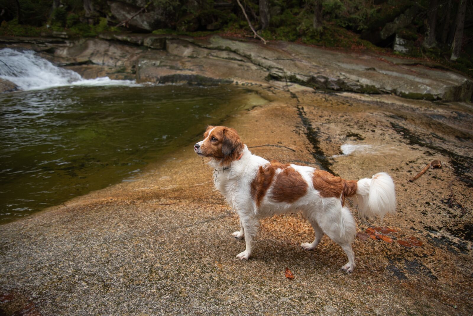 Nikon D750 sample photo. Dog, kooikerhondje, nature photography