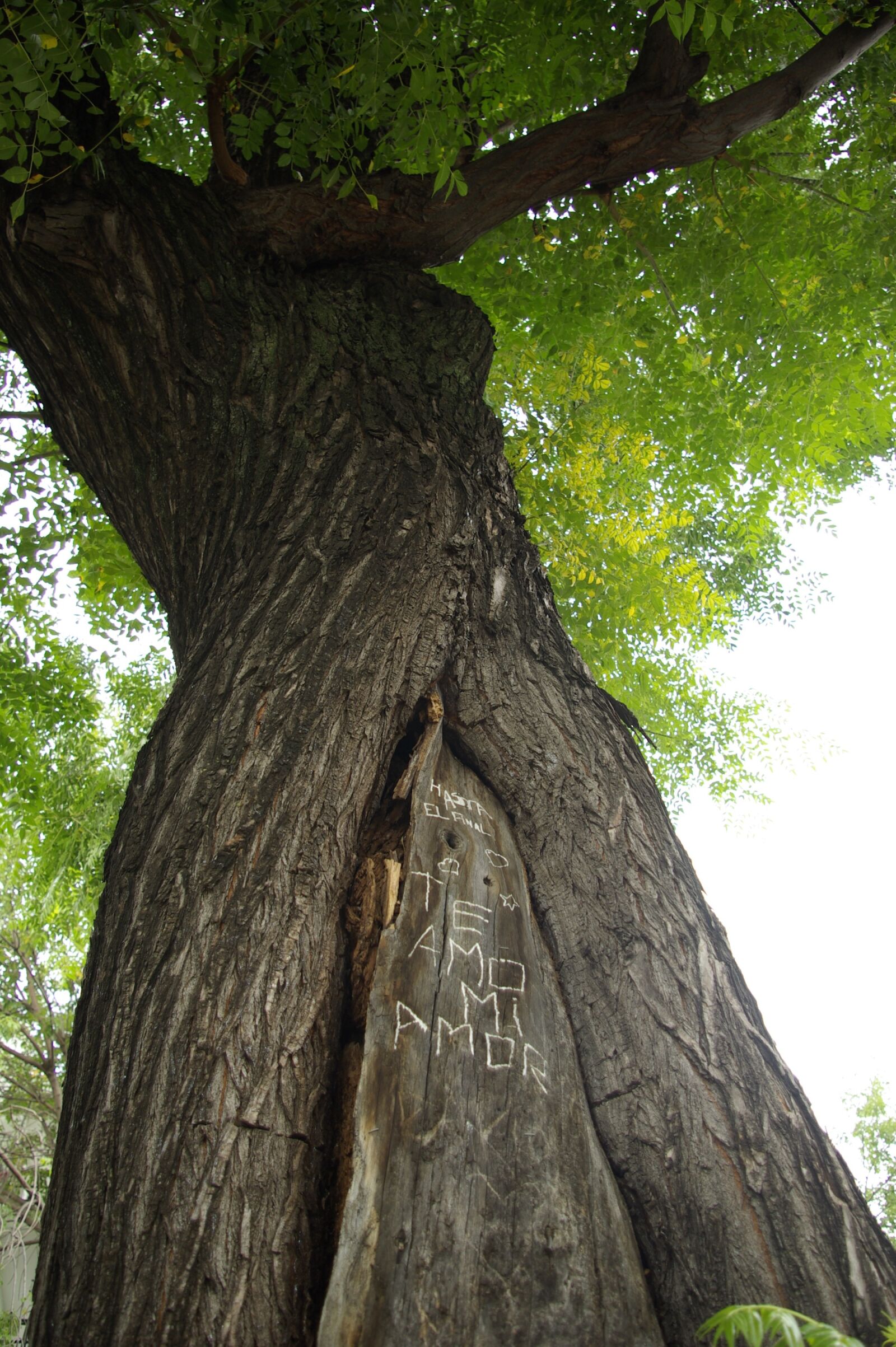 Pentax K10D sample photo. Tree, love, green photography