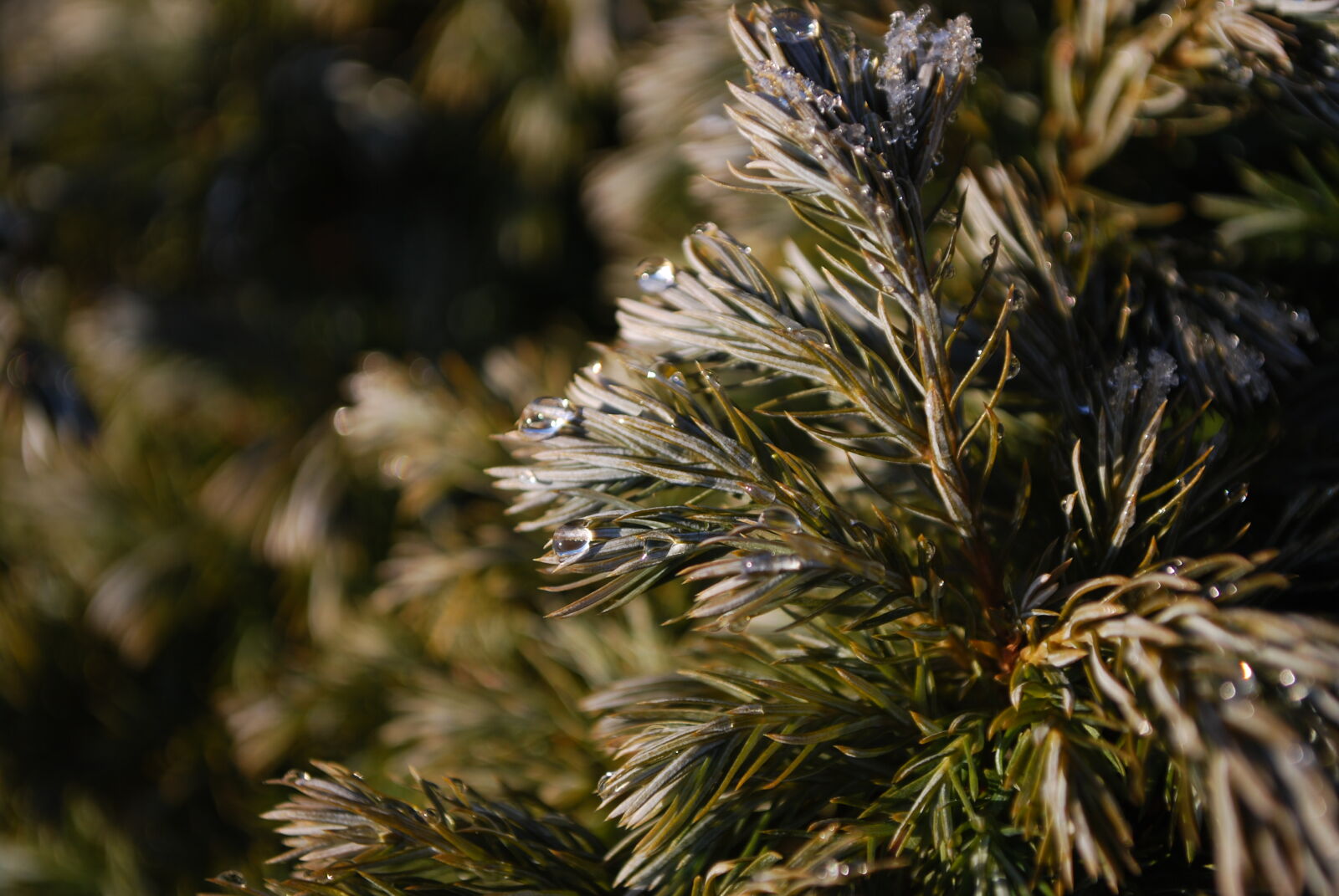 Nikon D60 sample photo. Cold, conifer, freeze, garden photography