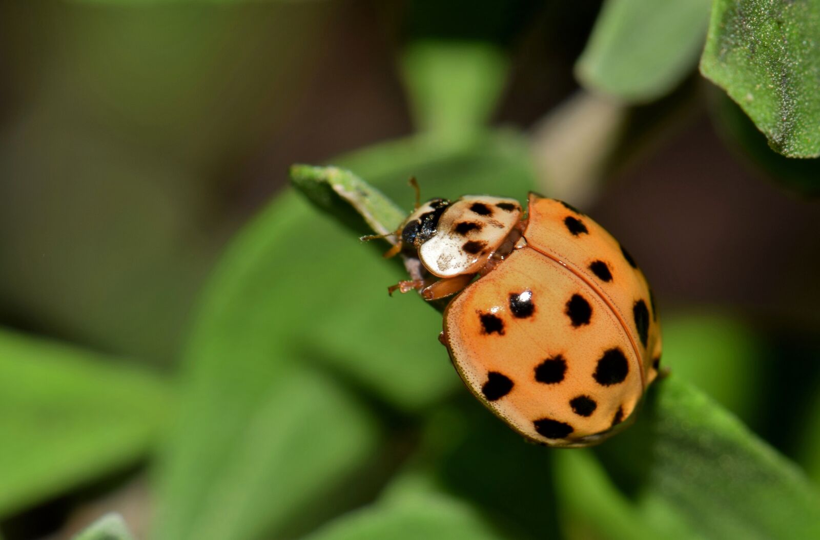Nikon D5300 sample photo. Ladybug, ladybird, lady beetle photography