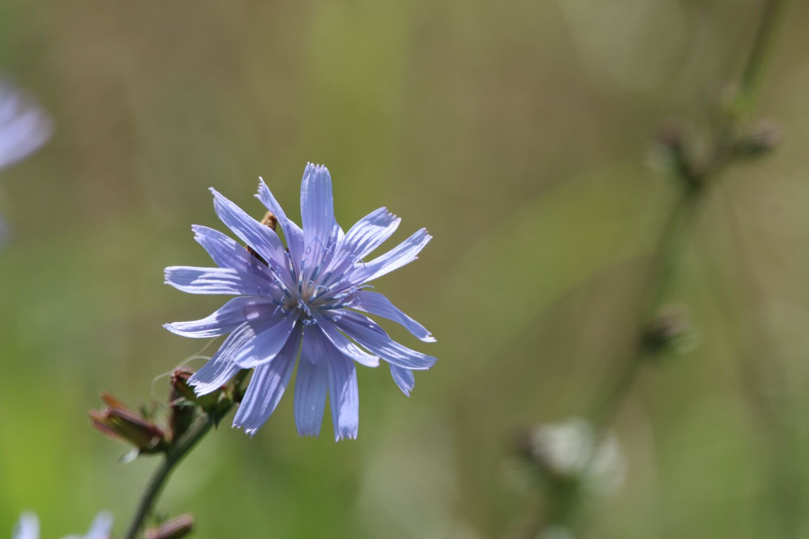 150-600mm F5-6.3 DG OS HSM | Contemporary 015 sample photo. Flower, flowers, nature photography