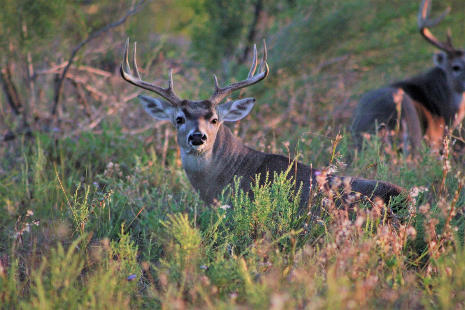 Canon EOS 60D sample photo. Deer, buck, bucks photography