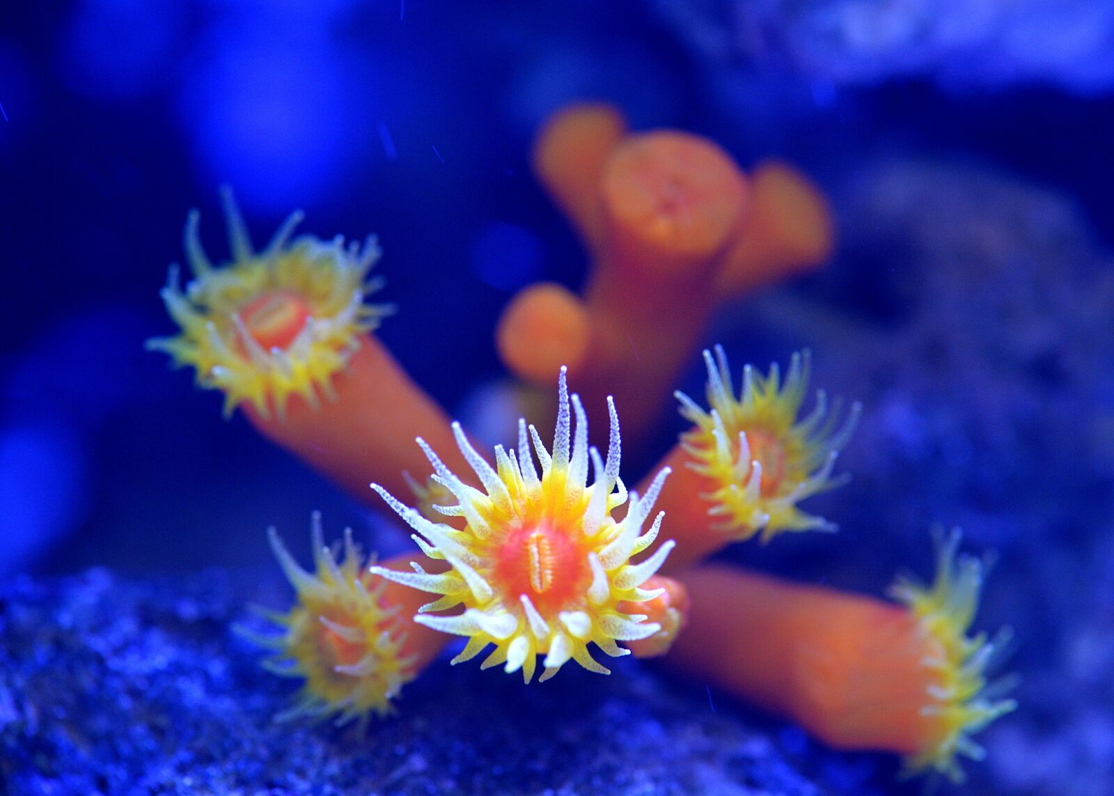 Nikon D610 sample photo. Gun stick, clownfish, aquarium photography