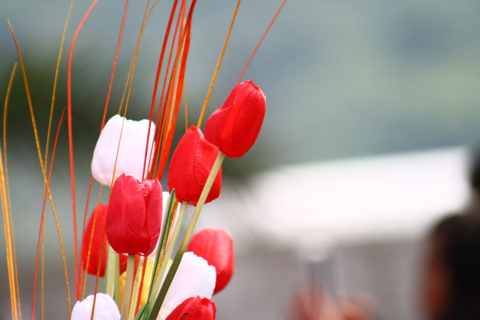 Canon EOS 1000D (EOS Digital Rebel XS / EOS Kiss F) sample photo. Tulip, flower, isolated photography