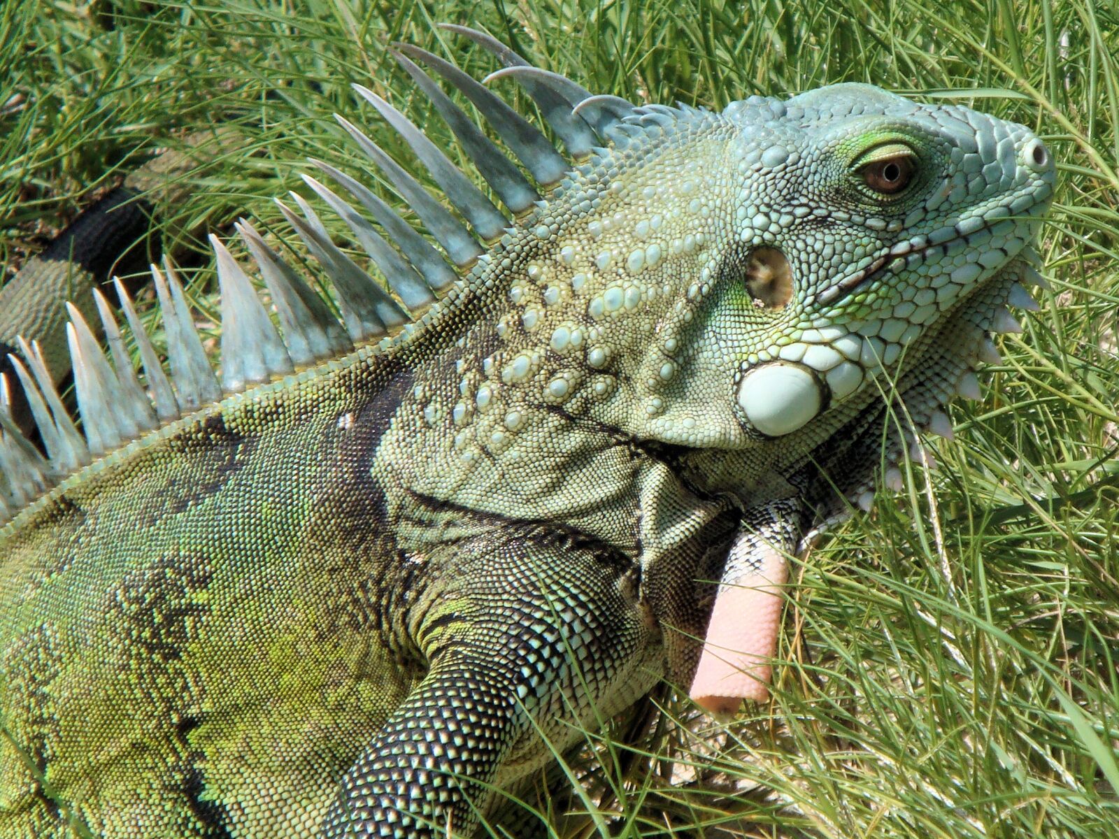 Sony DSC-T100 sample photo. Iguana, reptile, bonaire photography