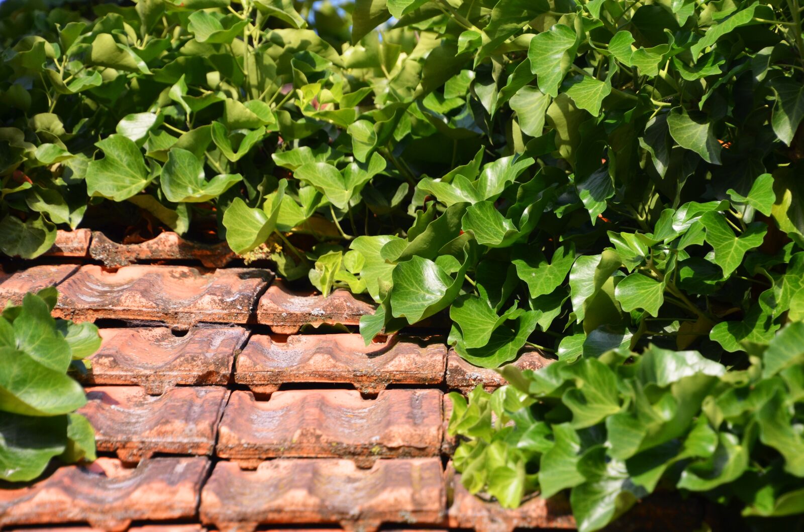 Nikon D7000 sample photo. Foliage, amber, top photography