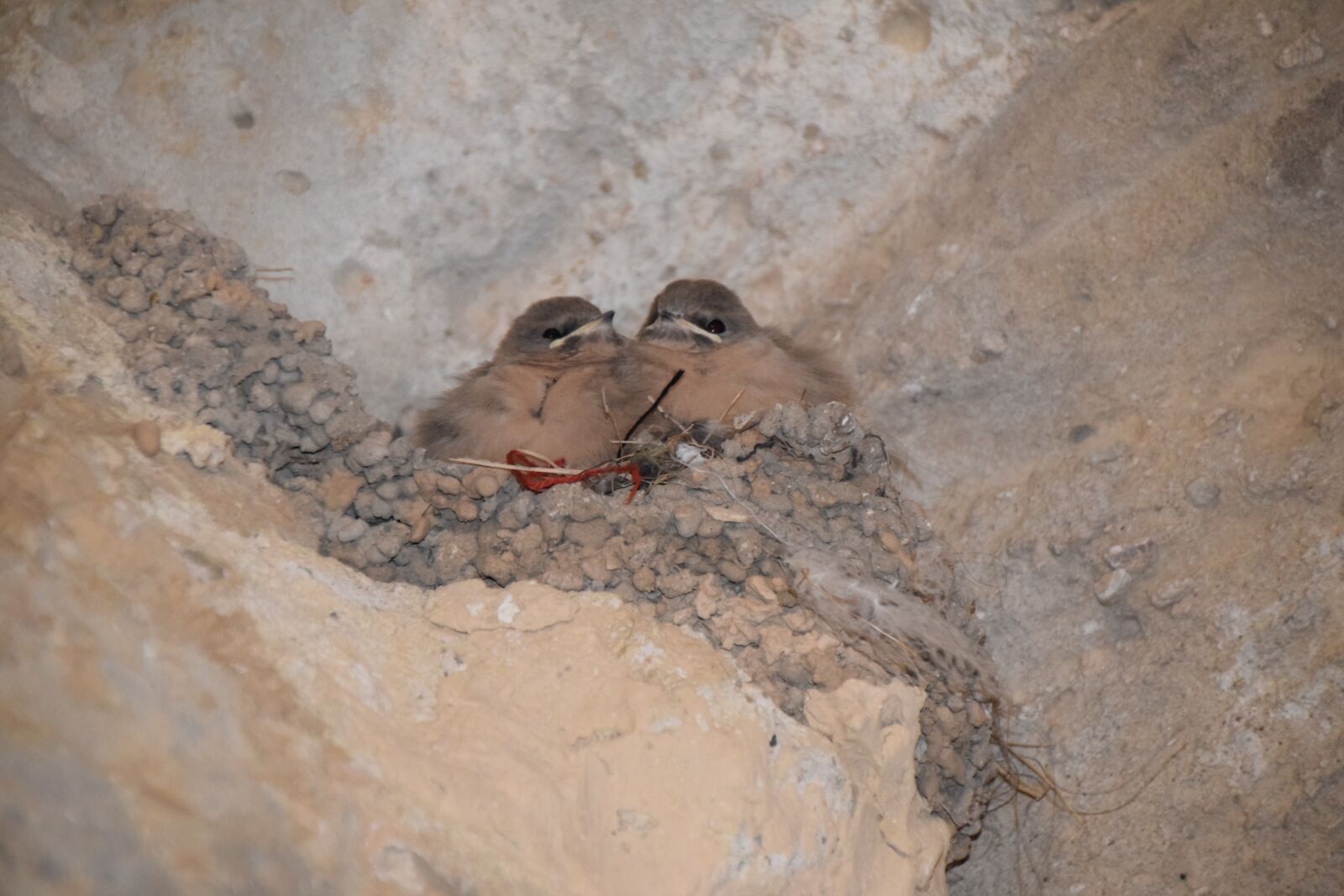 Nikon D5300 sample photo. Animals, birds, nest photography