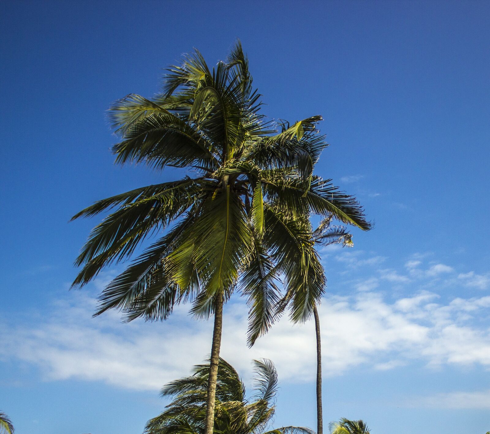 Canon EOS 600D (Rebel EOS T3i / EOS Kiss X5) sample photo. Palm tree, coconut, sky photography