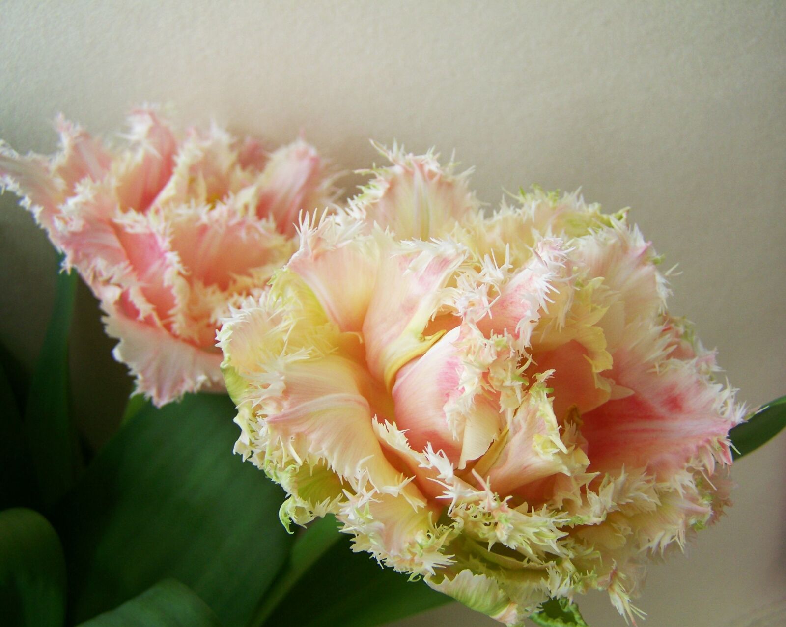 Kodak EASYSHARE ZD710 ZOOM DIGITAL CAMERA sample photo. Tulip bouquet, cut flower photography