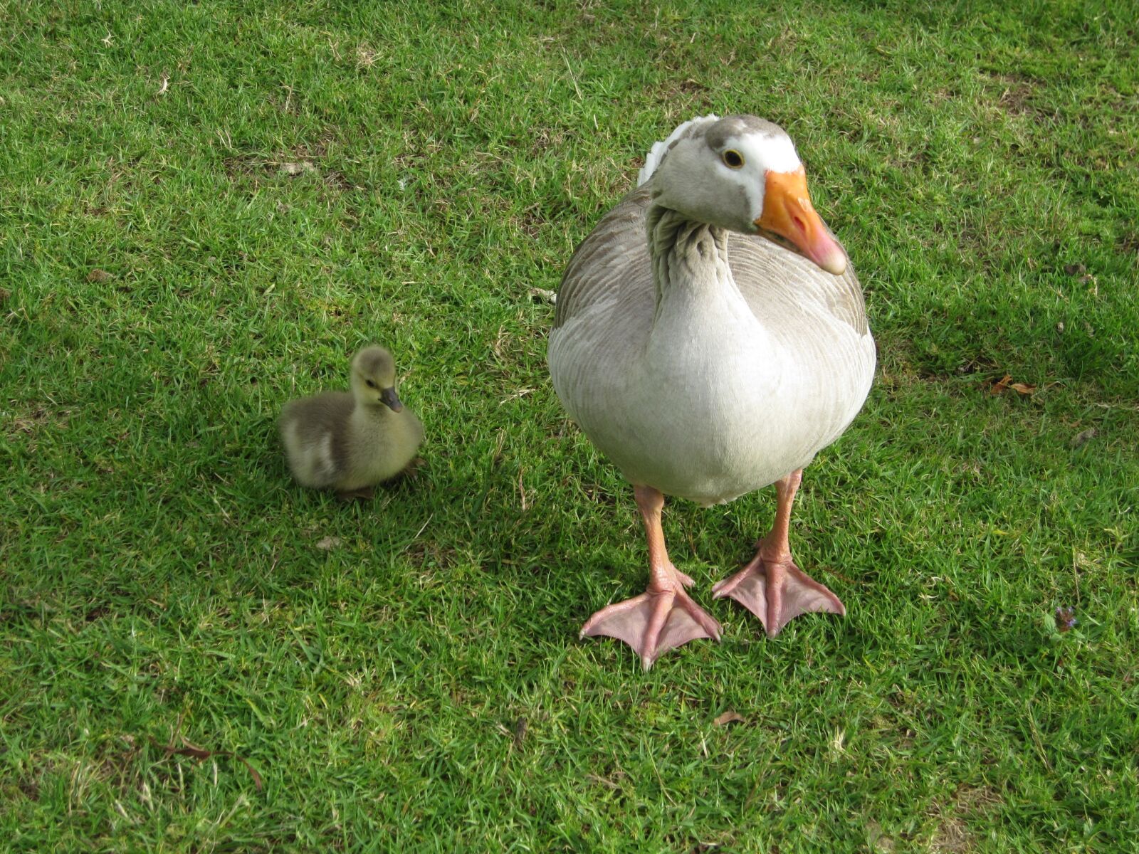Canon PowerShot SD960 IS (Digital IXUS 110 IS / IXY Digital 510 IS) sample photo. Goose, goose with baby photography