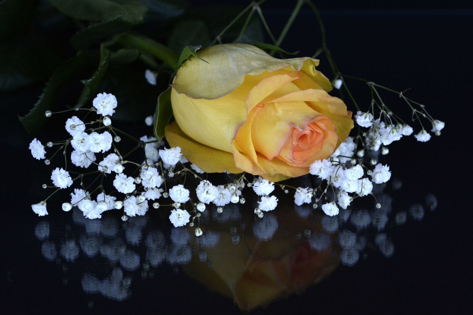 Nikon D7100 sample photo. Rose, blossom, bloom photography