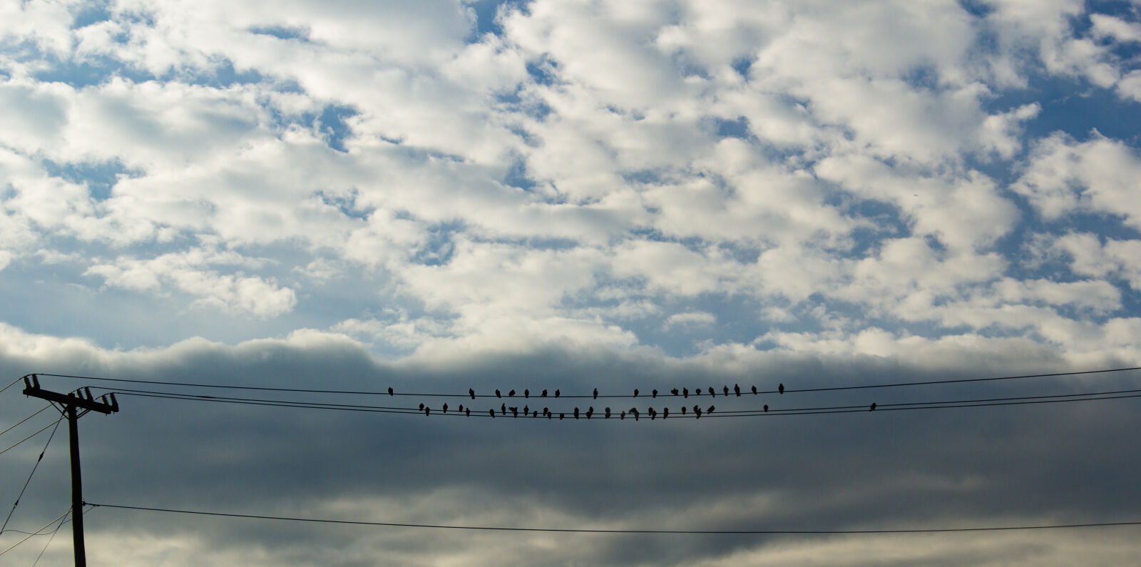Canon EOS 60D + Sigma 24-105mm f/4 DG OS HSM | A sample photo. Birds, clouds, fall photography