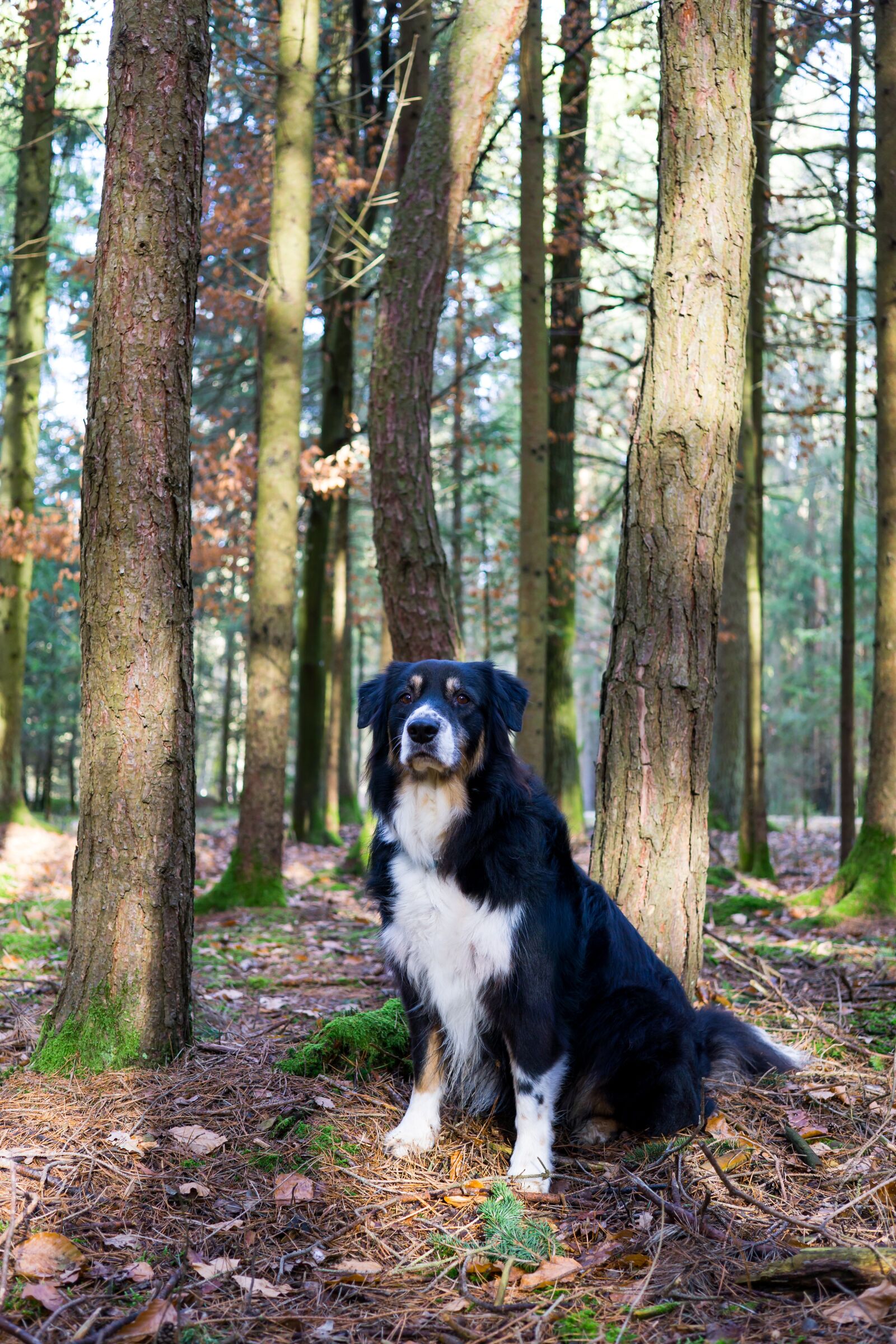 Sony a6000 + Sigma 30mm F2.8 EX DN sample photo. Wood, nature, tree photography