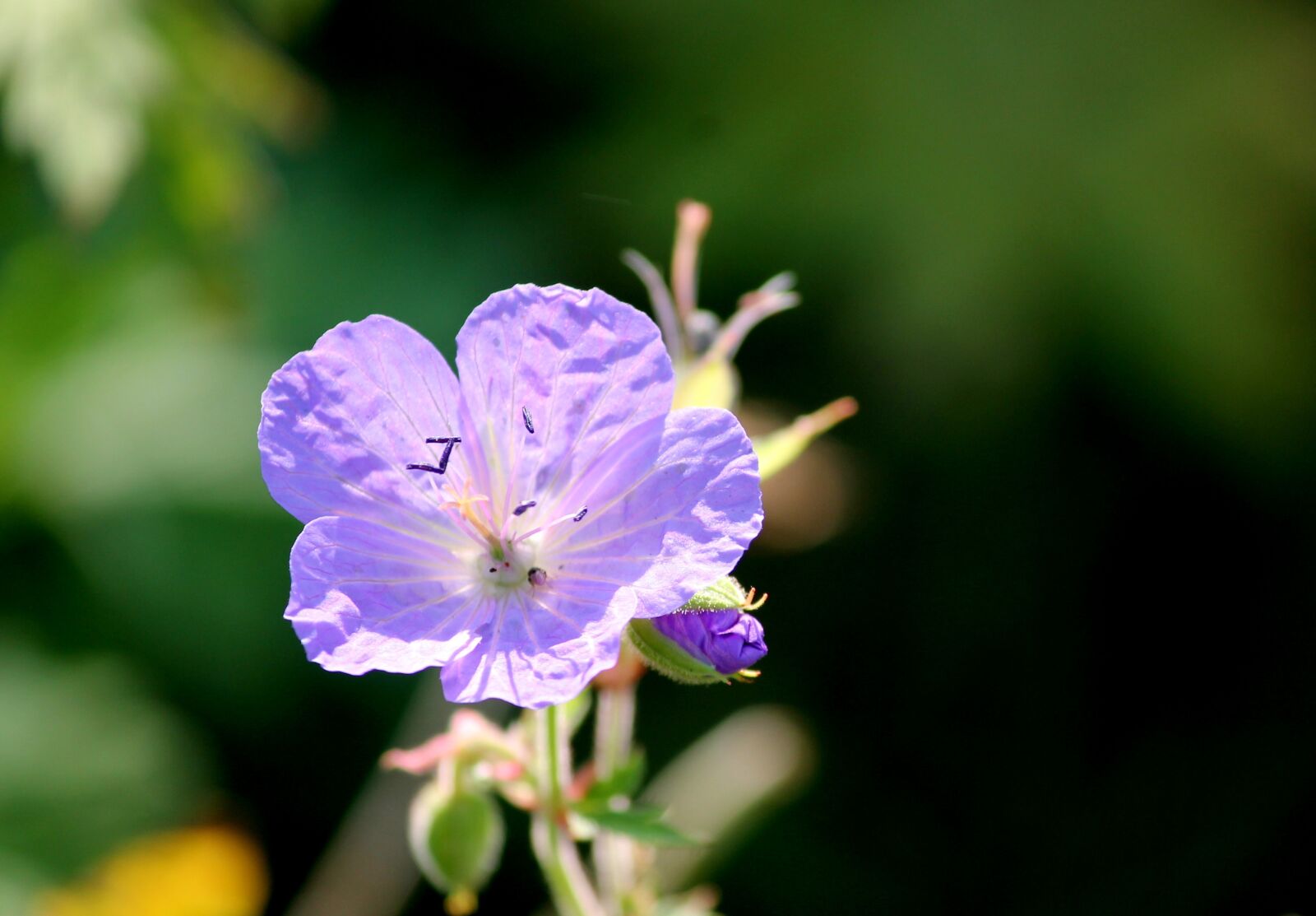 Canon EOS 1100D (EOS Rebel T3 / EOS Kiss X50) sample photo. Meadow cranesbill, cranesbill, blossom photography