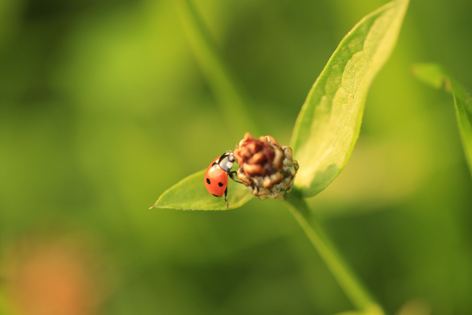 Canon EF 100mm F2.8L Macro IS USM sample photo. Flower, red, yellow photography