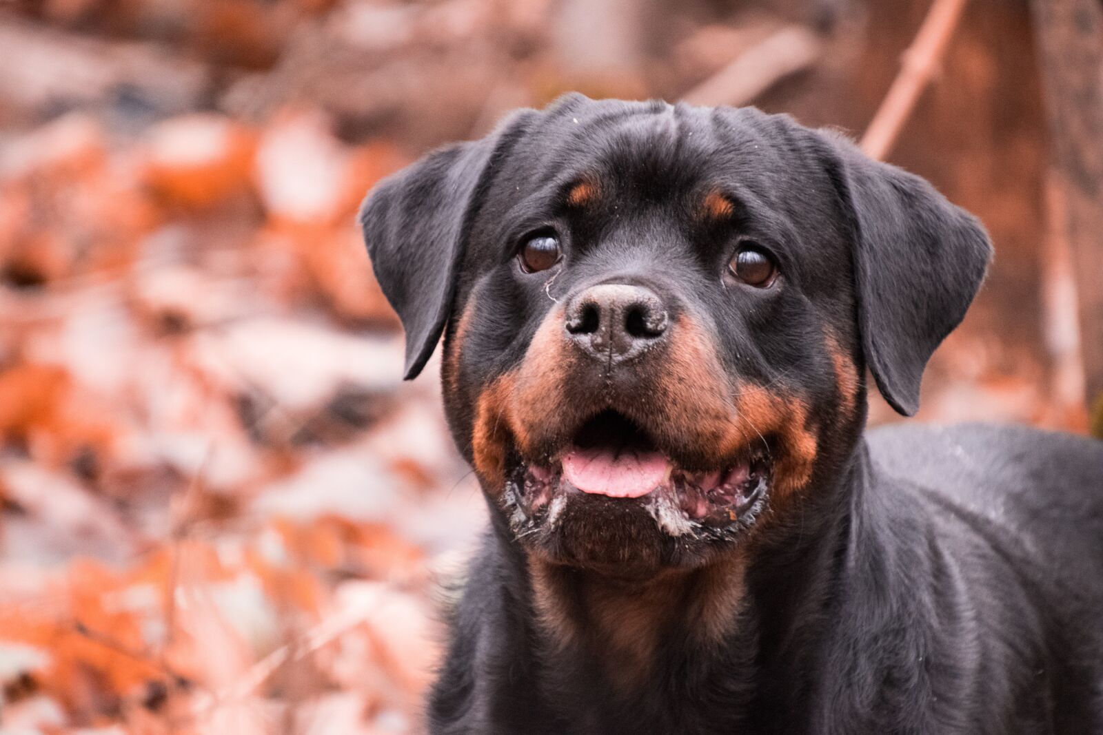 Nikon D3300 sample photo. Dog, portrait, cute photography