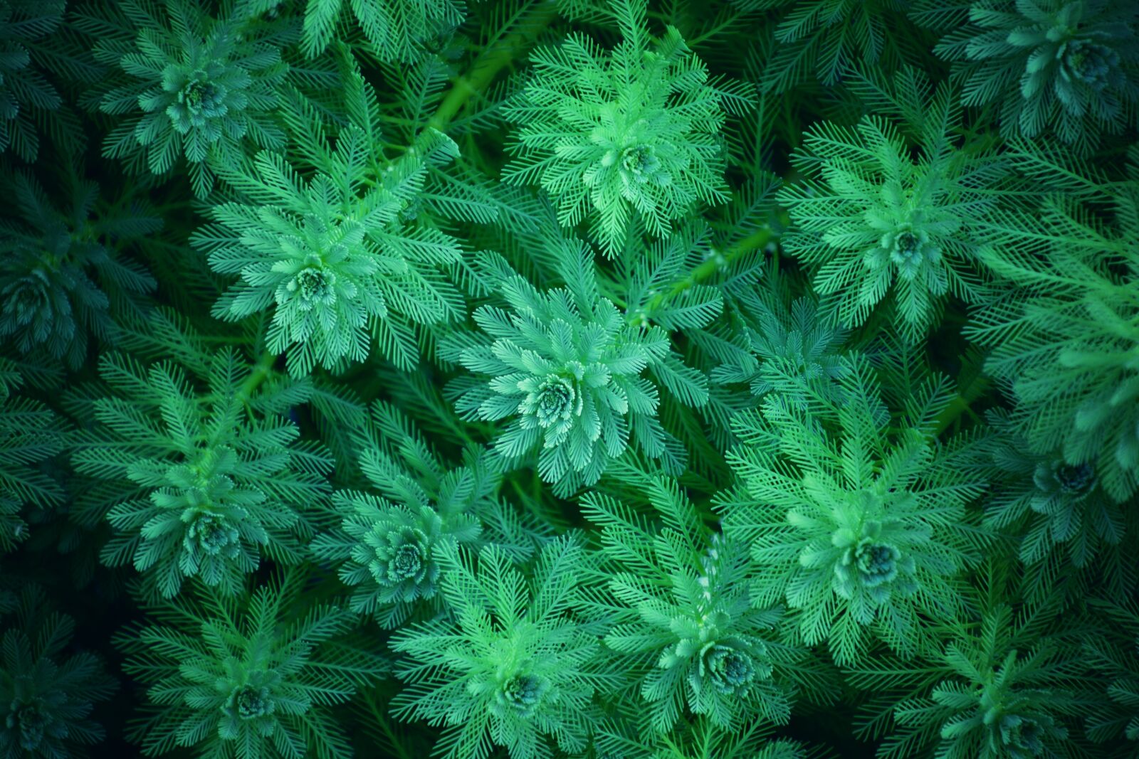 Nikon D7100 sample photo. Plant, nature, leaf photography
