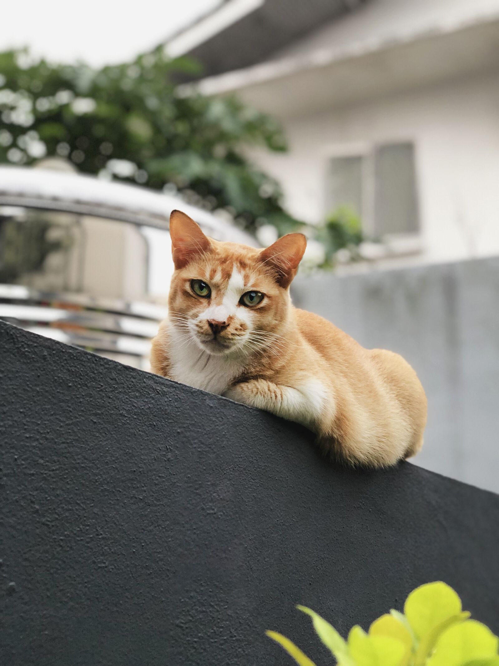 iPhone X back dual camera 6mm f/2.4 sample photo. Cat, fence, pet photography