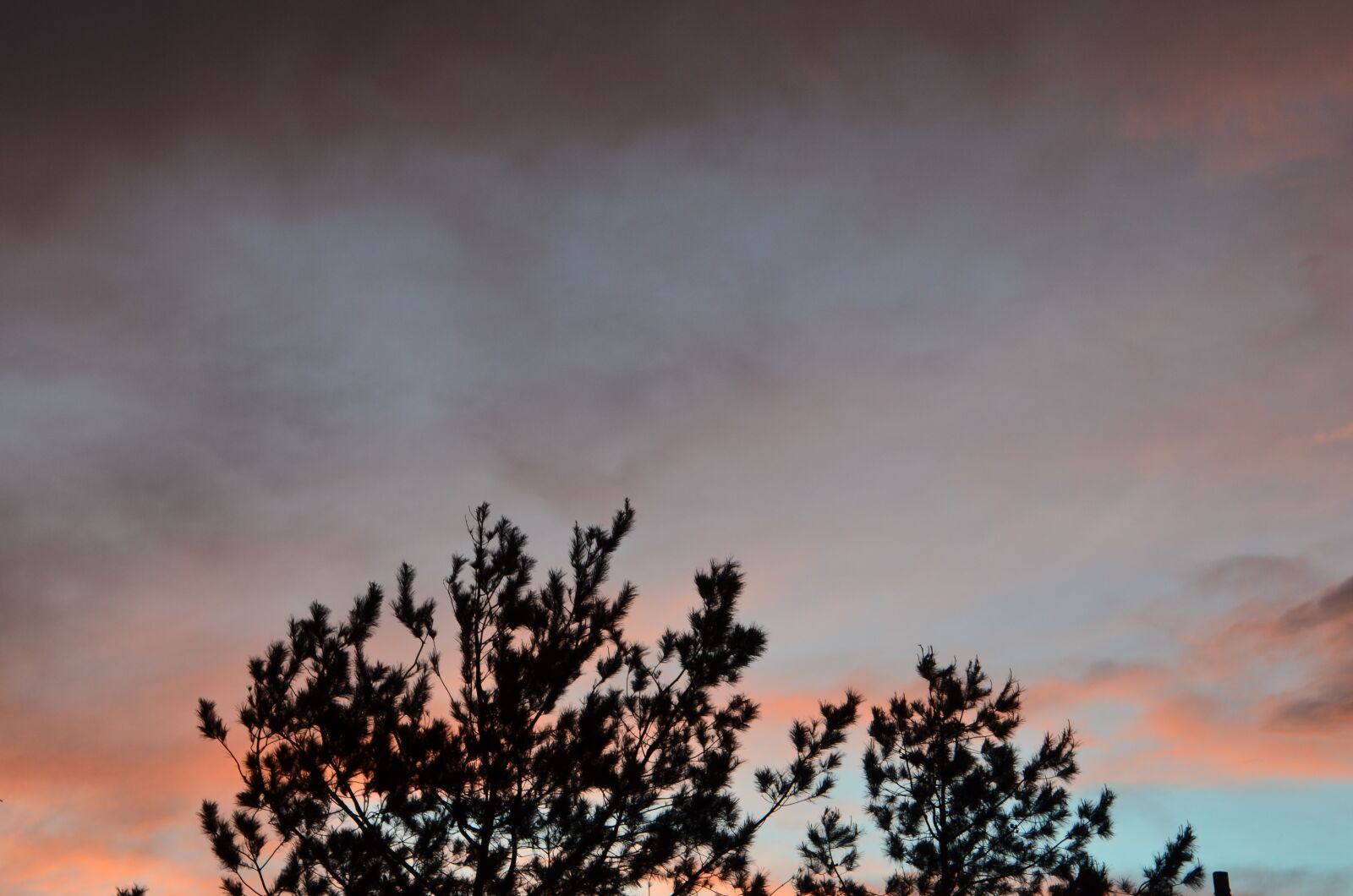 Nikon D5100 sample photo. Cloud, tree, landscape photography