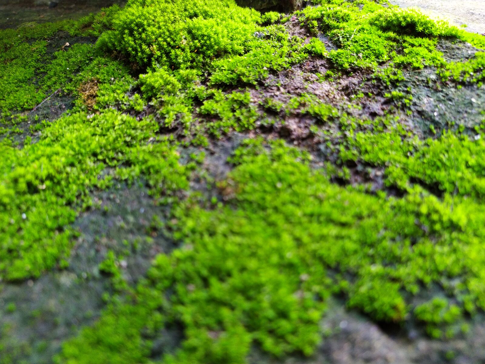 Xiaomi Redmi Note 7S sample photo. Greenland, grass, nature photography