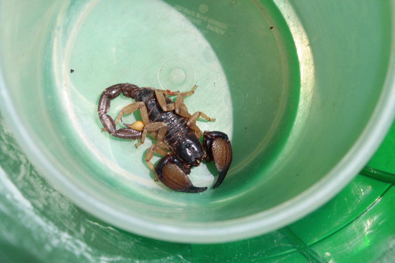Canon EOS 1300D (EOS Rebel T6 / EOS Kiss X80) + Canon EF-S 18-55mm F3.5-5.6 IS II sample photo. Scorpion, indian scorpion, poisonous photography