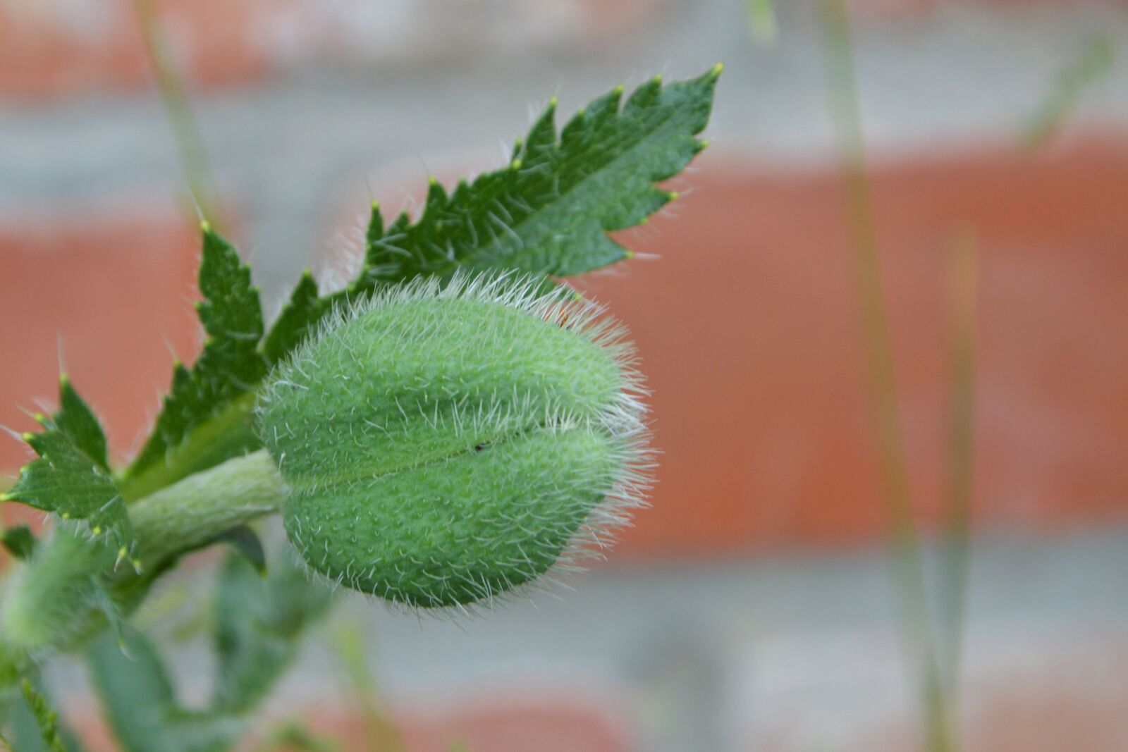 Nikon D3200 sample photo. Boll, klatschmohn, poppy photography