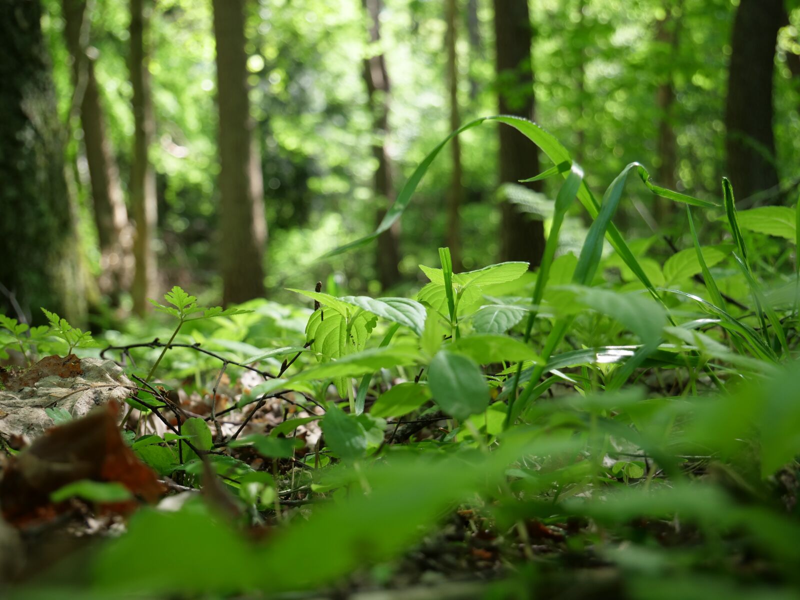Panasonic Lumix DC-GH5 sample photo. Leaf, nature, plant photography
