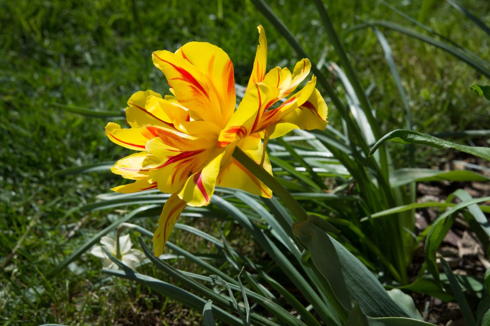 Nikon D7100 sample photo. Tulip, yellow, red photography