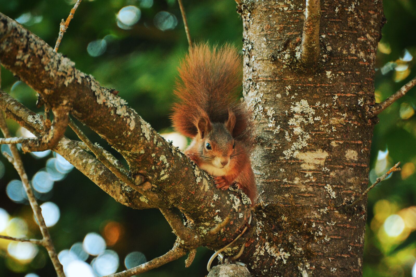Nikon D7100 sample photo. Squirrel, animals, nature photography