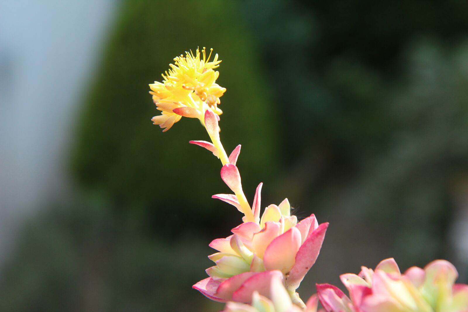 Canon EOS 600D (Rebel EOS T3i / EOS Kiss X5) + Sigma 12-24mm f/4.5-5.6 EX DG ASPHERICAL HSM + 1.4x sample photo. Succulent, succulent flower, flowering photography