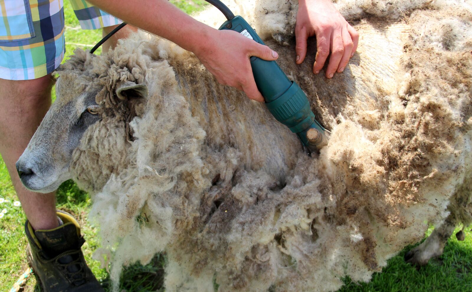 Canon EOS 650D (EOS Rebel T4i / EOS Kiss X6i) sample photo. Sheep, shearing, shearing sheep photography