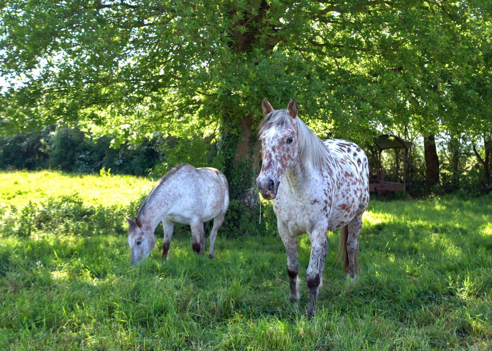 Nikon D500 sample photo. Horse, equine, field photography