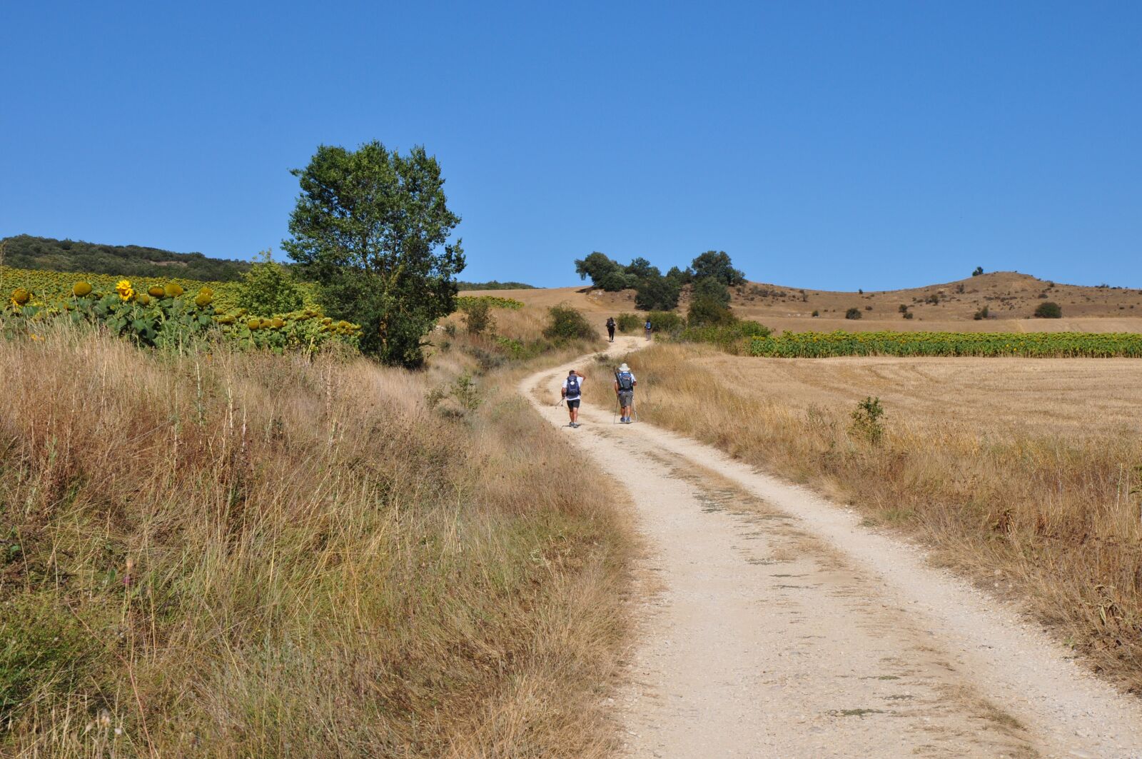 Nikon D5000 sample photo. Nature, landscape, grass photography