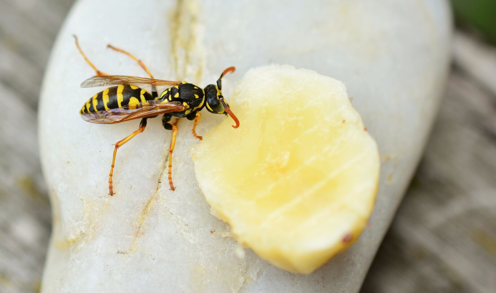 Nikon D5200 sample photo. Wasp, insect, animal photography